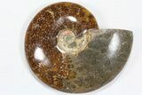 Lot: to Polished Ammonite Fossils - Pieces #82654-1